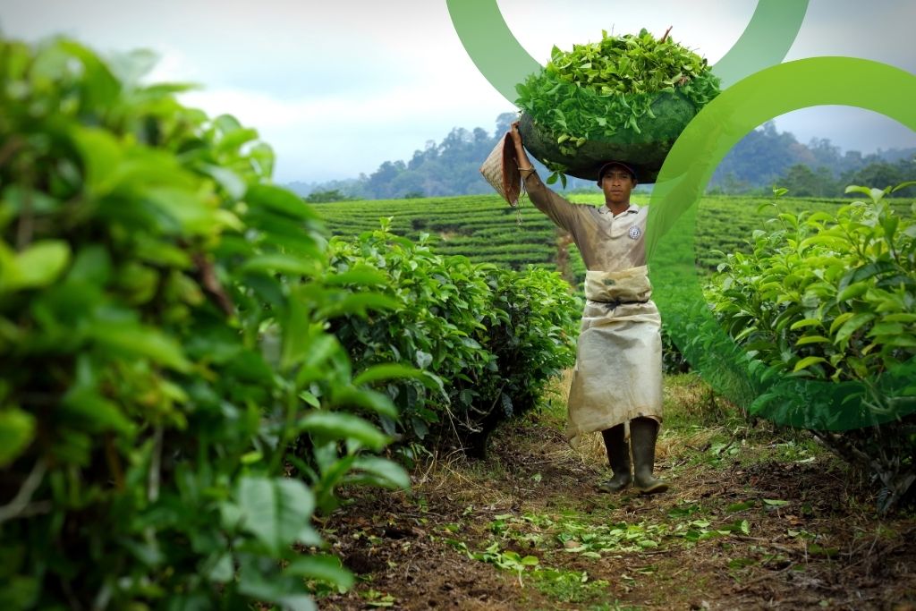 Produtor Rural em Veríssimo